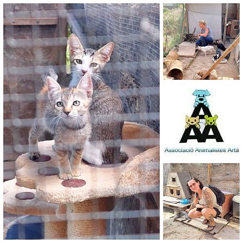 Bild "Gl&uuml;cksw&uuml;rmchen:streetcats-500.jpg"